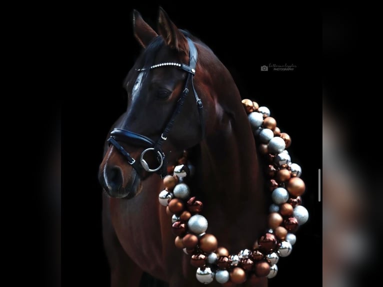 Poney de selle allemand Jument 10 Ans 148 cm Bai brun in Wetter (Ruhr)