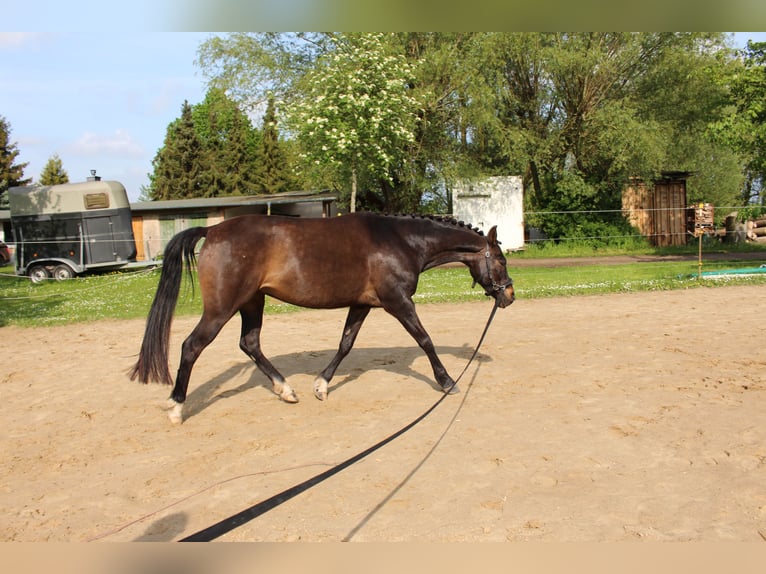 Poney de selle allemand Jument 10 Ans 148 cm Bai brun foncé in Bobitz