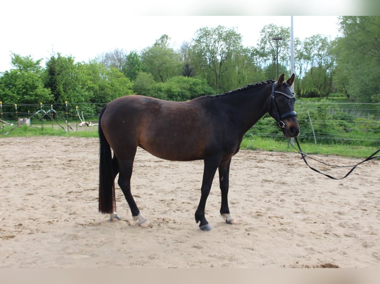 Poney de selle allemand Jument 10 Ans 148 cm Bai brun foncé in Bobitz