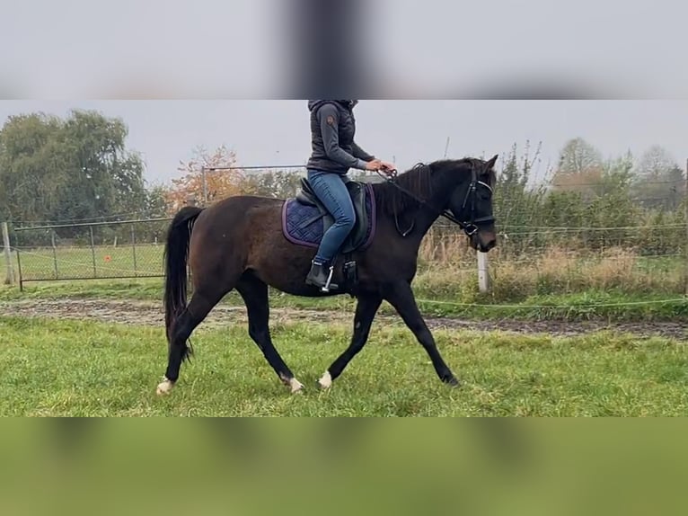 Poney de selle allemand Jument 10 Ans 148 cm Bai brun foncé in Bobitz