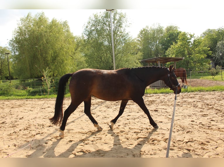 Poney de selle allemand Jument 10 Ans 148 cm Bai brun foncé in Bobitz