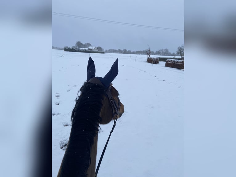 Poney de selle allemand Jument 10 Ans 148 cm Bai in Bohmte