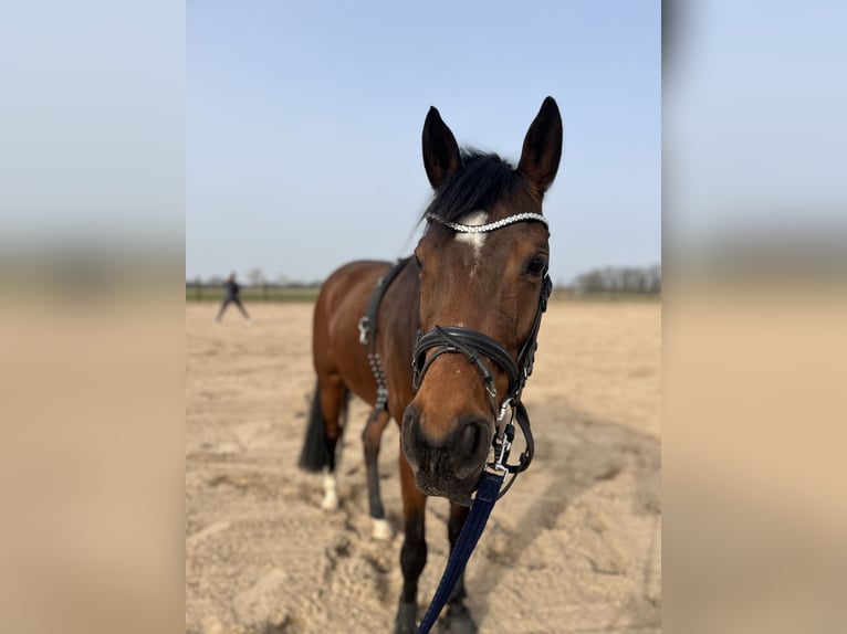 Poney de selle allemand Jument 10 Ans 148 cm Bai in Coesfeld