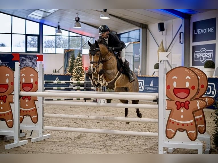 Poney de selle allemand Jument 10 Ans 148 cm Bai in Bargstedt