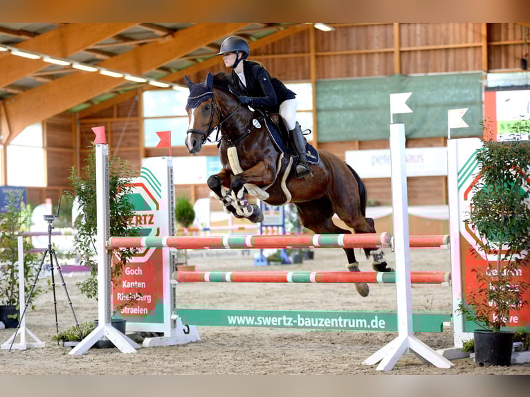 Poney de selle allemand Jument 10 Ans 148 cm Bai in Willich