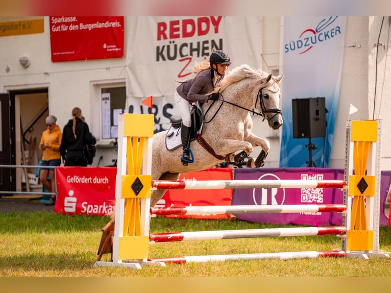 Poney de selle allemand Jument 10 Ans 148 cm Gris in Ballenstedt