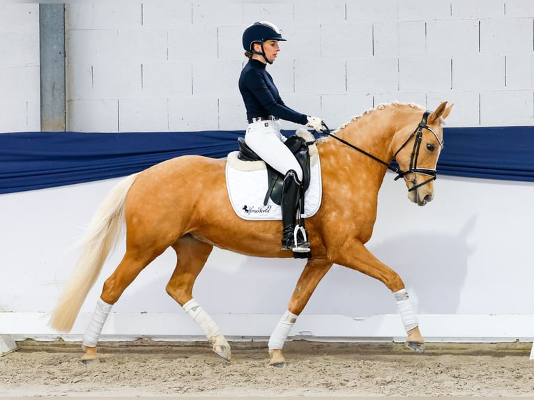 Poney de selle allemand Jument 10 Ans 148 cm Palomino in Marsberg