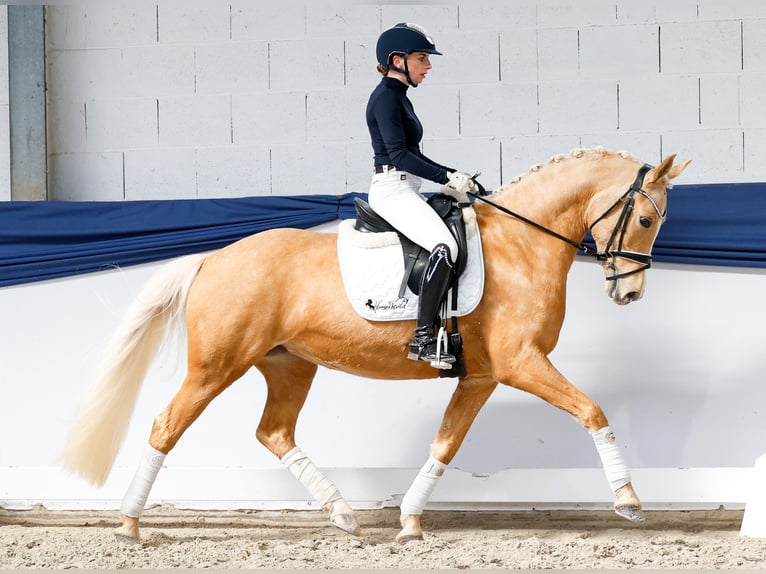 Poney de selle allemand Jument 10 Ans 148 cm Palomino in Marsberg