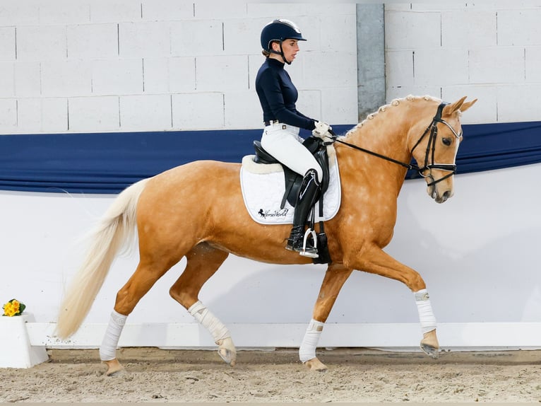 Poney de selle allemand Jument 10 Ans 148 cm Palomino in Marsberg
