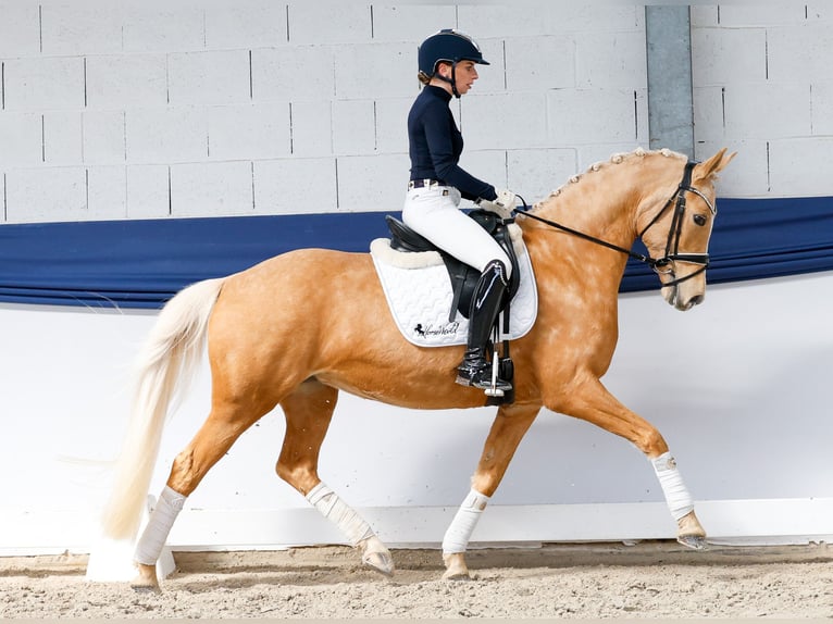 Poney de selle allemand Jument 10 Ans 148 cm Palomino in Marsberg