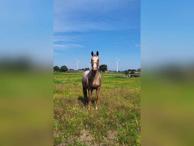 Poney de selle allemand Croisé Jument 10 Ans 148 cm Rouan Rouge in Dickel