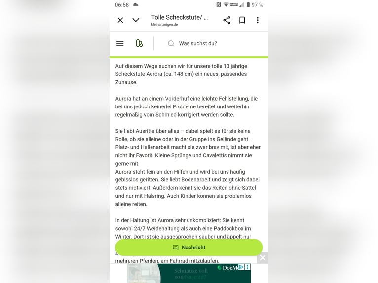 Poney de selle allemand Croisé Jument 10 Ans 149 cm Pinto in Hahnenknoop