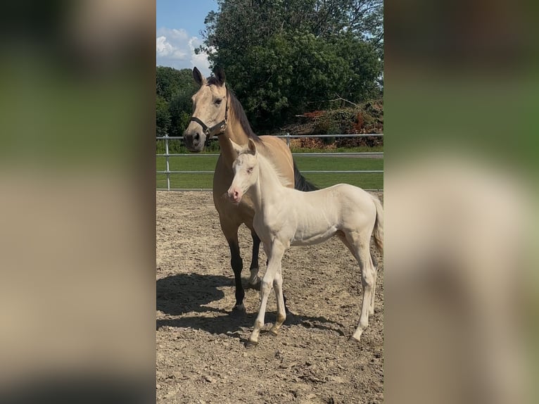 Poney de selle allemand Jument 10 Ans 150 cm Buckskin in Hamburg Uhlenhorst