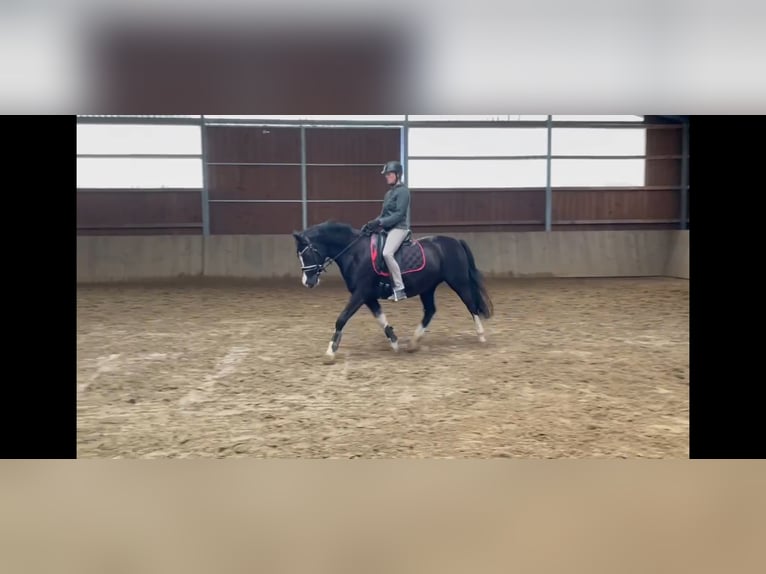 Poney de selle allemand Jument 10 Ans 152 cm Noir in Schwarme