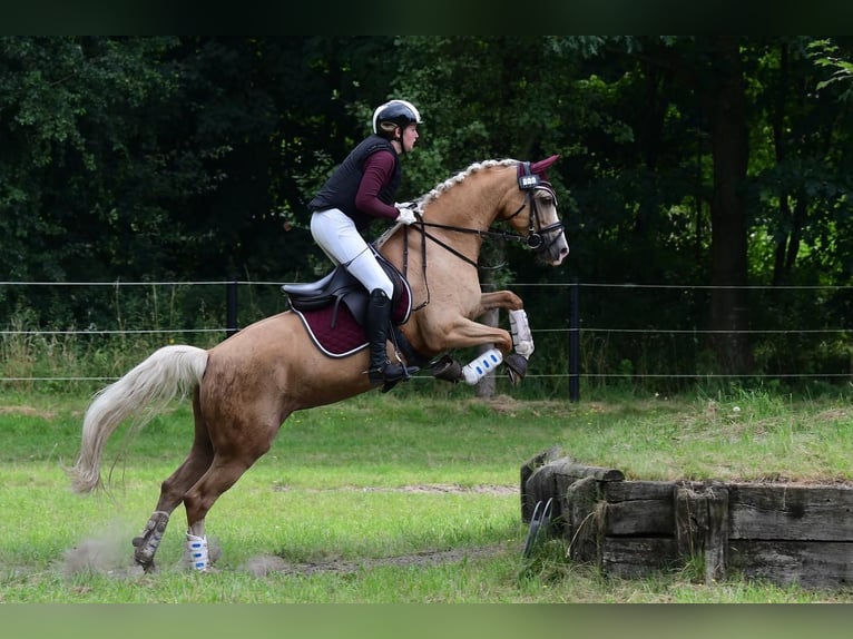 Poney de selle allemand Jument 10 Ans 152 cm Palomino in Ennigerloh