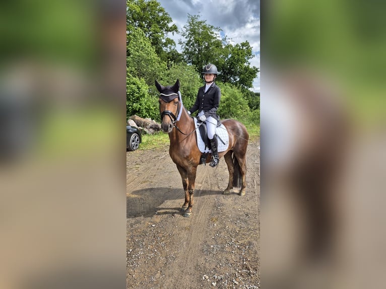 Poney de selle allemand Jument 10 Ans 153 cm Alezan brûlé in Drolshagen