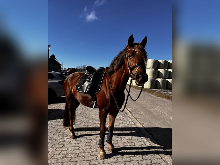 Poney de selle allemand Jument 10 Ans 153 cm Alezan brûlé in Drolshagen
