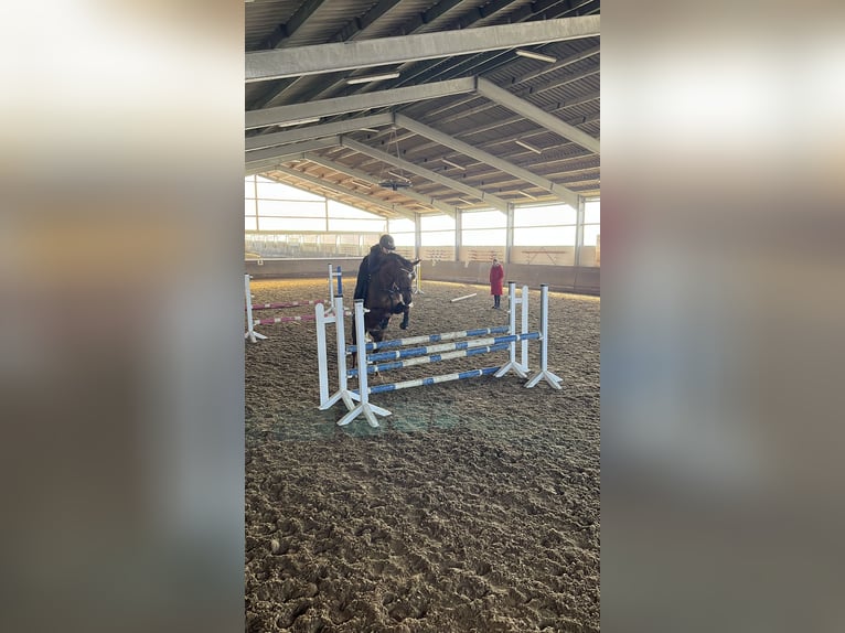 Poney de selle allemand Jument 10 Ans 153 cm Alezan brûlé in Drolshagen