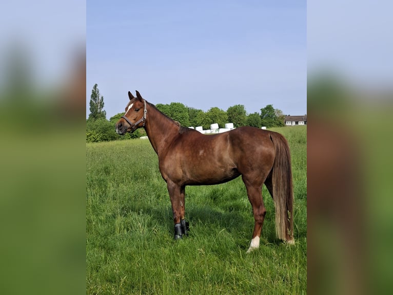 Poney de selle allemand Jument 10 Ans 153 cm Alezan brûlé in Essen