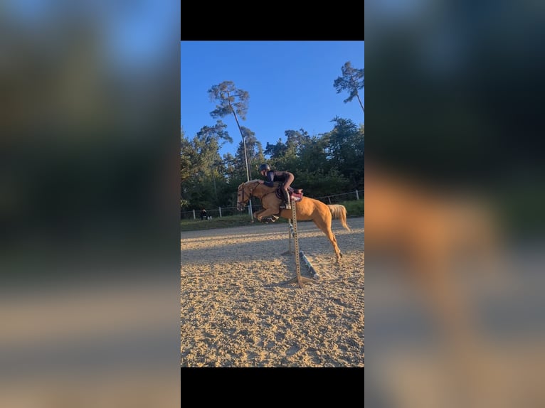 Poney de selle allemand Jument 10 Ans 165 cm Palomino in Eppingen
