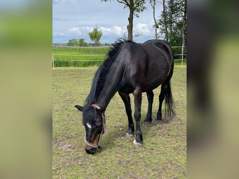 Poney de selle allemand Croisé Jument 11 Ans 112 cm Bai brun in Friedeburg Reepsholt, ReepsholtFriedeburg