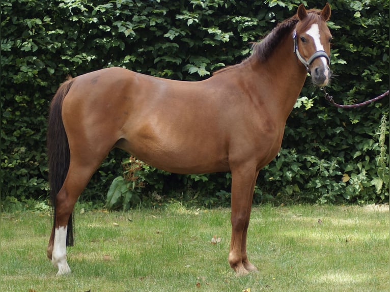 Poney de selle allemand Jument 11 Ans 133 cm Alezan in Neuenkirchen-Vörden