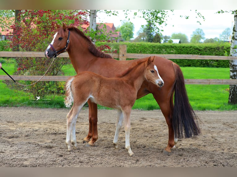 Poney de selle allemand Jument 11 Ans 133 cm Alezan in Neuenkirchen-Vörden