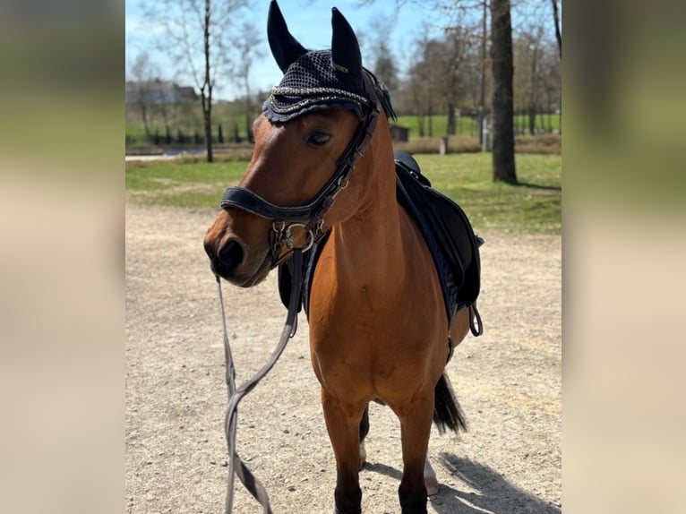 Poney de selle allemand Jument 11 Ans 134 cm Bai in Stadl-Paura