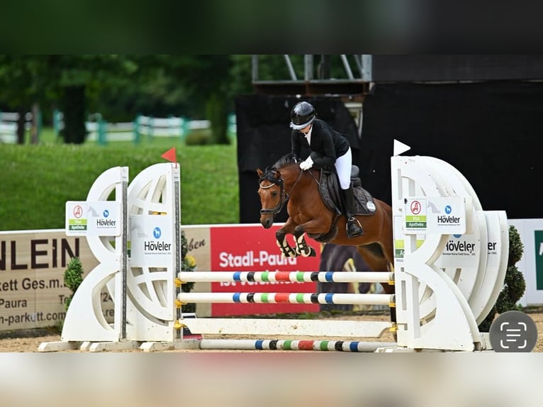 Poney de selle allemand Jument 11 Ans 134 cm Bai in Stadl-Paura