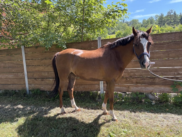 Poney de selle allemand Jument 11 Ans 140 cm Alezan brûlé in Weil der Stadt