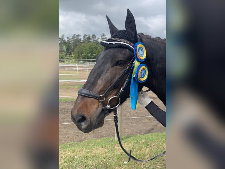 Poney de selle allemand Croisé Jument 11 Ans 140 cm Bai brun foncé in St. Thomas am Blasenstein