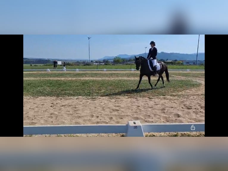 Poney de selle allemand Jument 11 Ans 140 cm in Schorndorf