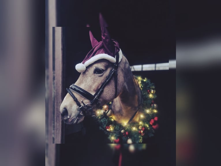 Poney de selle allemand Jument 11 Ans 140 cm Isabelle in Zarpen