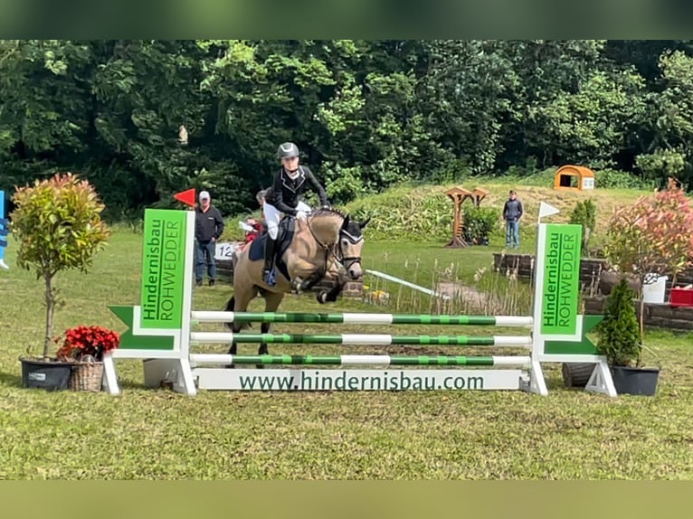Poney de selle allemand Jument 11 Ans 140 cm Isabelle in Zarpen
