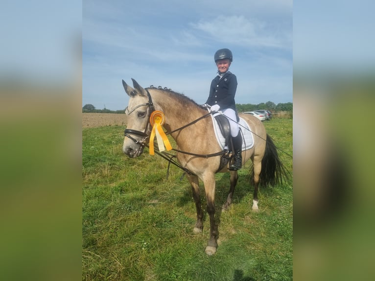 Poney de selle allemand Jument 11 Ans 140 cm Isabelle in Zarpen