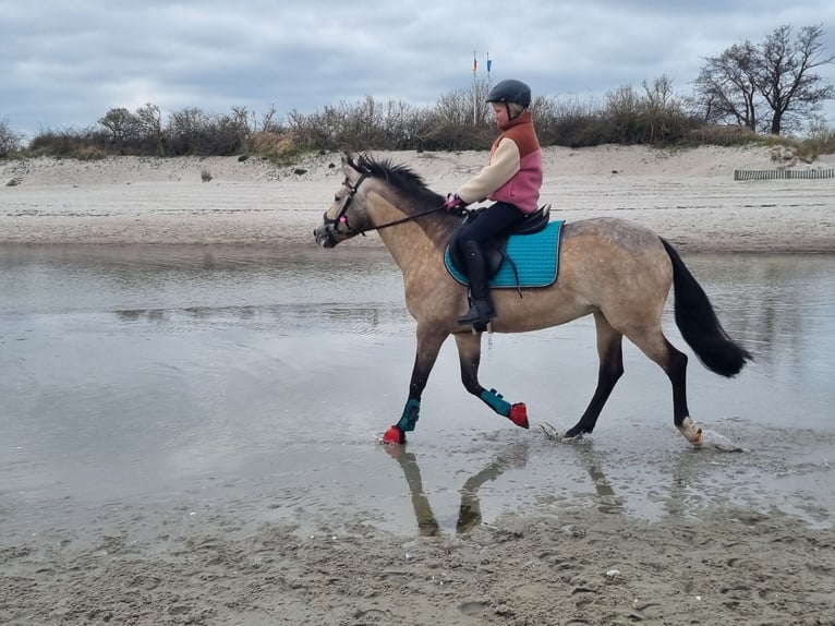 Poney de selle allemand Jument 11 Ans 140 cm Isabelle in Zarpen