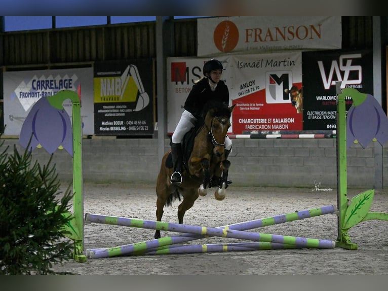 Poney de selle allemand Jument 11 Ans 141 cm Alezan dun in Daleiden