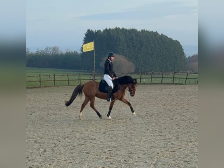 Poney de selle allemand Jument 11 Ans 141 cm Alezan dun in Daleiden
