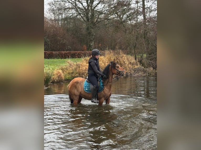 Poney de selle allemand Jument 11 Ans 141 cm Alezan dun in Daleiden