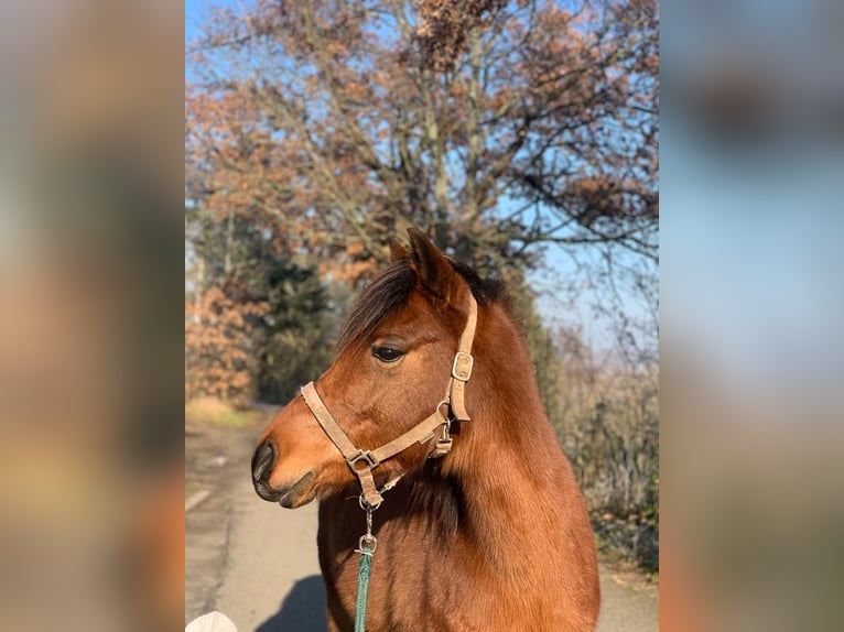 Poney de selle allemand Jument 11 Ans 141 cm Bai in Weißenfels