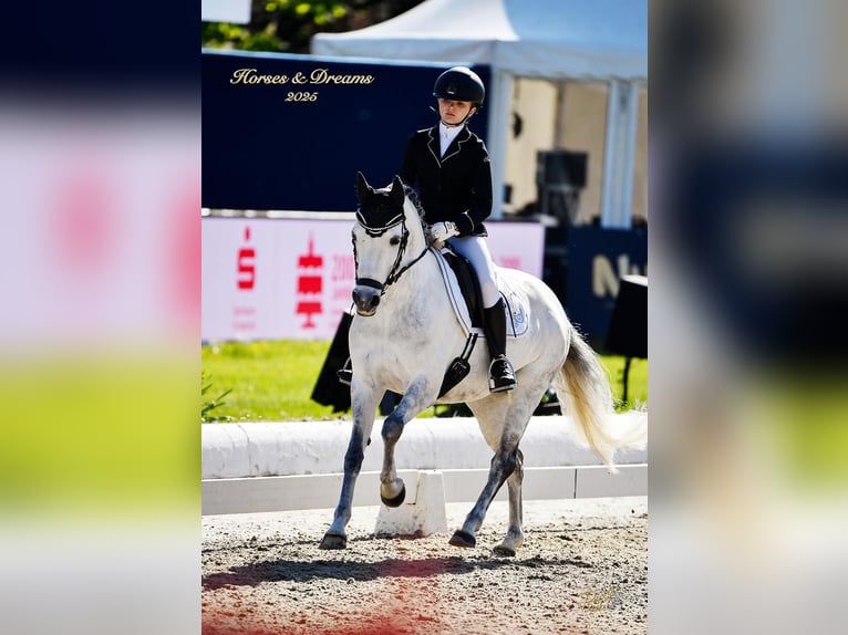 Poney de selle allemand Jument 11 Ans 141 cm Gris pommelé in Wallenhorst