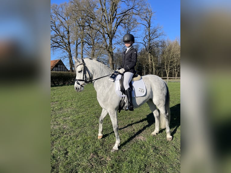 Poney de selle allemand Jument 11 Ans 141 cm Gris pommelé in Wallenhorst