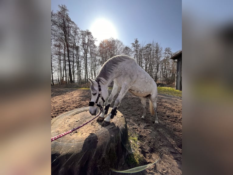 Poney de selle allemand Jument 11 Ans 141 cm Gris pommelé in Wallenhorst