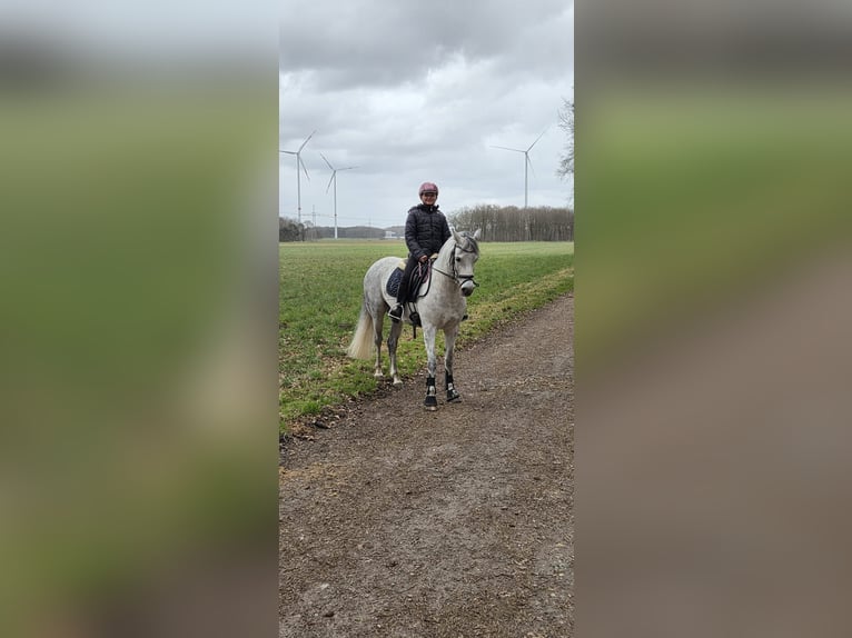 Poney de selle allemand Jument 11 Ans 141 cm Gris pommelé in Wallenhorst