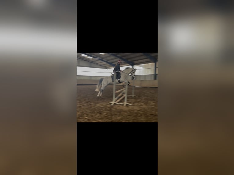 Poney de selle allemand Jument 11 Ans 141 cm Gris pommelé in Wallenhorst