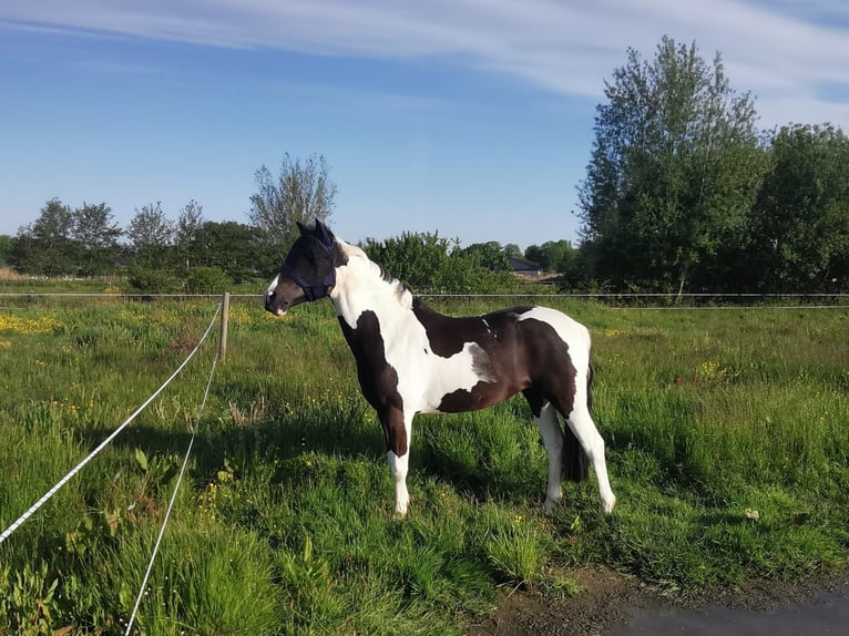 Poney de selle allemand Croisé Jument 11 Ans 141 cm Pinto in Werne