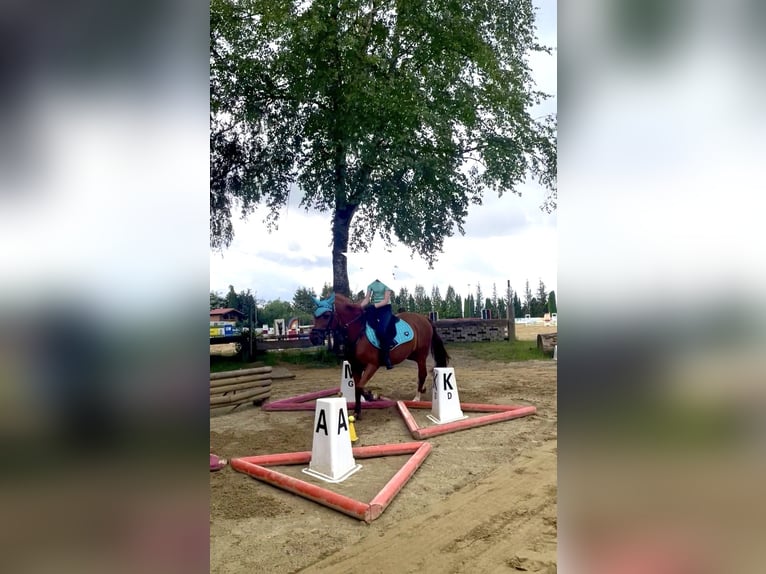 Poney de selle allemand Jument 11 Ans 143 cm Alezan in Niederschönenfeld