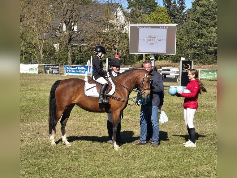 Poney de selle allemand Jument 11 Ans 143 cm Bai in Bregenstedt