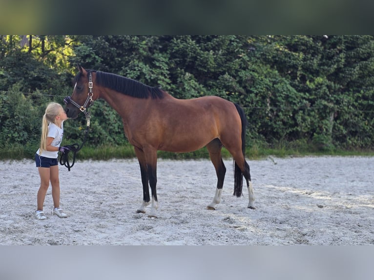 Poney de selle allemand Jument 11 Ans 143 cm Bai in Haldensleben