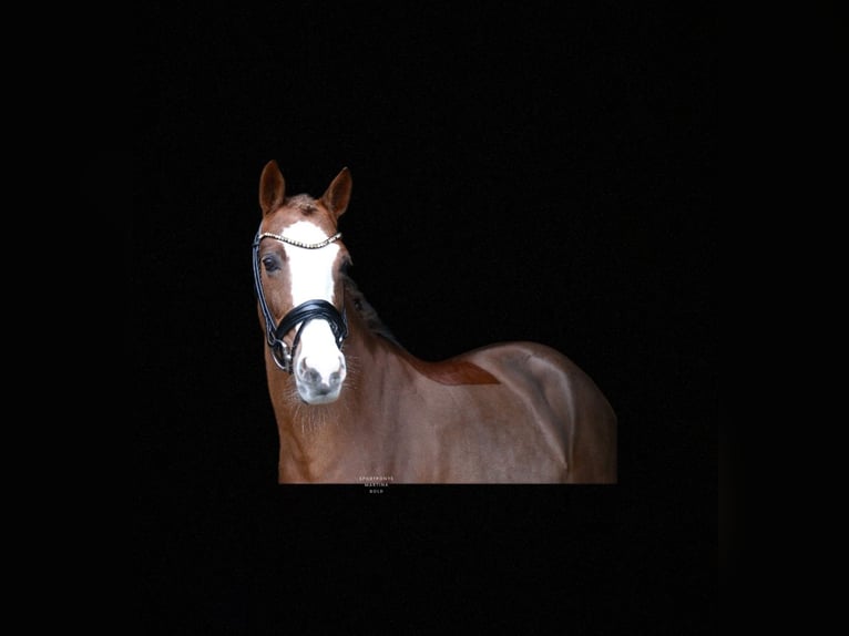 Poney de selle allemand Jument 11 Ans 144 cm Alezan in Recke, bei Osnabrück